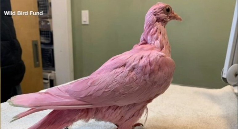 Pombo rosa é encontrado em Nova York e recebe o nome de Flamingo - Notícias  - R7 Internacional