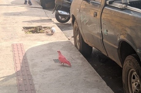Pegue o pombo: moradores de BH estão perplexos com ave cor-de-rosa -  Notícias - R7 Minas Gerais