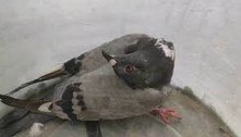 Pombos 'zumbis': doença assustadora faz aves dobrar o pescoço e andar em círculos