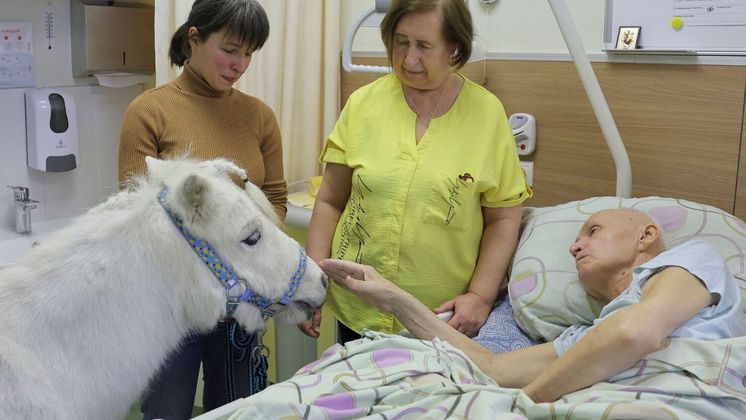 A ideia surgiu após Anastasia descobrir que pôneis e cavalos em miniatura são usados para trazer conforto a pessoas doentes ou sob estresse. E com a ajuda de um amigo, ela decidiu fazer o mesmo: tornar Dietrich um 