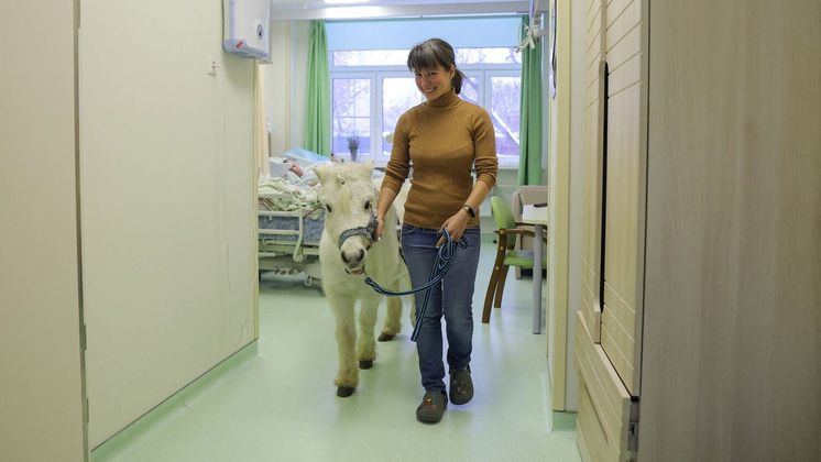 A voluntária Anastasia Kozyr e seu pônei Dietrich, um animal de 23 anos, têm visitado hospitais de Moscou, capital da Rússia, desde novembro de 2022. O objetivo é trazer alívio e alegria a pacientes em cuidados paliativos, em uma espécie de terapia assistida por animais