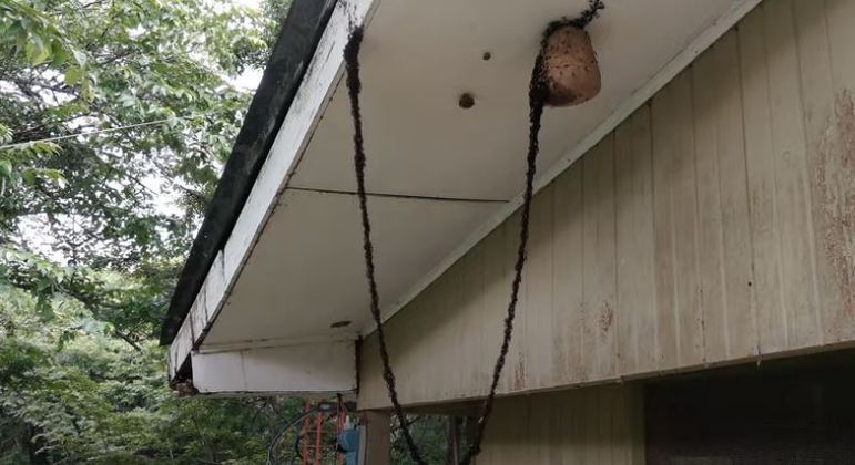 Formigas fizeram uma 'ponte' e saquearam o ninho de vespas