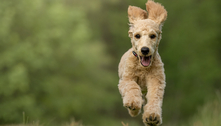 Poodle: conheça a segunda raça de cachorro mais inteligente do mundo 