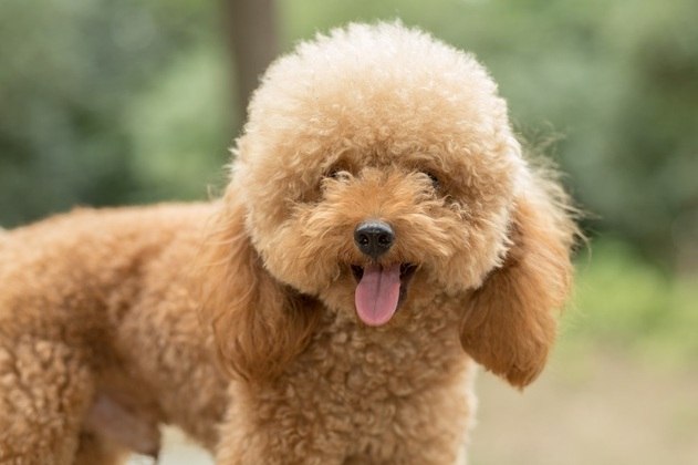 7. Poodle: com características fortes, esta raça esta sempre em alerta e fácil de treinar.