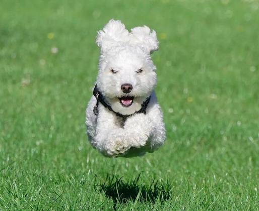 “Poodle voador”: A foto fixou o exato momento em que a pose desse poodle correndo na grama faz parecer que ele está voando.