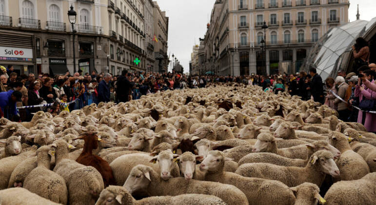 População observa 'passeata' das ovelhas em Madri