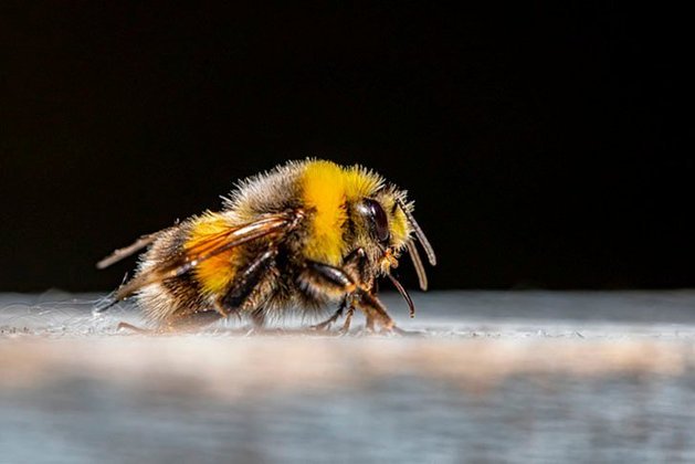 Por exemplo: o veneno de abelha (apitoxina) causa inchaço e irritação na pele e é usado homeopaticamente para tratar sintomas parecidos, como alergia.