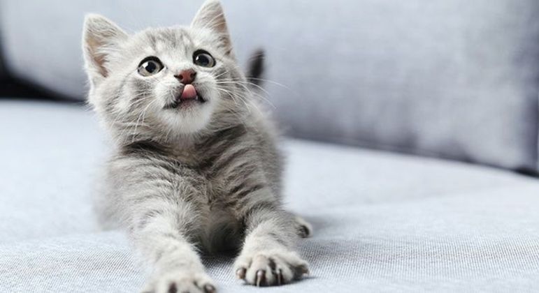 Por que gatos amassam? Entenda essa mania dos felinos