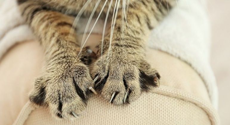 Por que gatos amassam? Entenda essa mania dos felinos