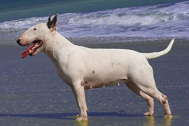 Por volta de 1860, na Inglaterra, através de um cruzamento de um buldogue com um english white terrier, nasceu o famoso cão de guarda Bull Terrier Inglês, com estrutura forte, sólida, musculosa e simétrica. A cabeça oval é inconfundível.