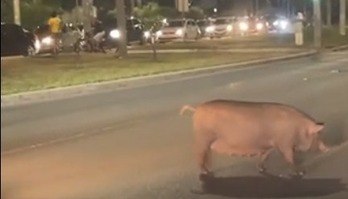 Porca para o trânsito e atravessa rua 'tranquilamente' no Distrito Federal (Reprodução / Arquivo pessoal)