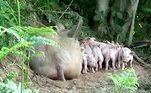 Já essa porca conseguiu fugir de um abatedouro e deu à luz dez filhotes em uma fazenda logo depois. Se tornar mãe em um momento tão tenso fez o animal escapar da morte