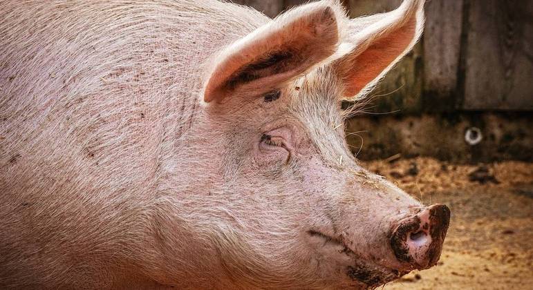 Um açougueiro morreu após ser derrubado por porco e se ferir com o cutelo