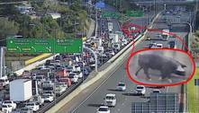Porco fugitivo 'tomando banho de sol' causa engarrafamento gigante em rodovia