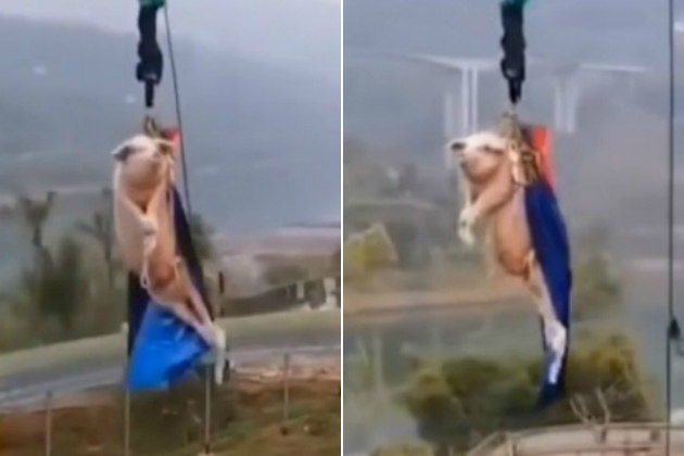 Homem pula de rope jump para comemorar divórcio, mas corda rompe