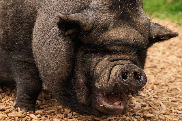 Porcos são capazes de devorar um humano inteiro? A resposta é: quase -  Fotos - R7 Hora 7