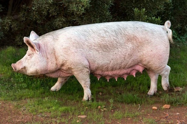 Porcos são capazes de devorar um humano inteiro? A resposta é: quase -  Fotos - R7 Hora 7