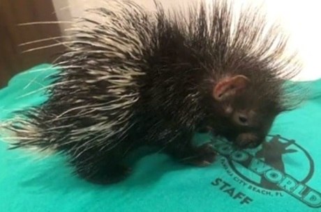 Bebe Porco Espinho Nascido Durante Furacao Vira Motivo De Festa Em Zoo Noticias R7 Internacional
