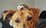 Quem faz toda a direção de arte das fotos de Cinnamon é sua dona, a dançarina canadense Audrianna Martin Del Campo. De acordo com o Daily Mail, a ideia surgiu durante as medidas de restrições sociais impostas para conter a pandemia de covid-19 durante o ano passado