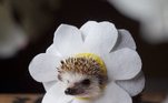 Pouco antes disso, ela tinha ido ao Japão e lá encontrou diversos itens em miniatura, que depois se tornaram parte dos cenários encantadores das fotosLeia mais: Pombo que adora cães faz sucesso e encanta as redes sociais