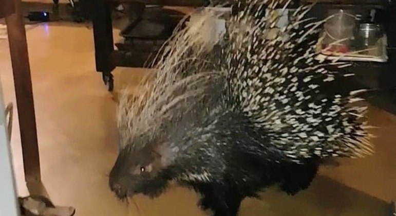 Ele se chama Spiley, pesa 20 kg e tentou fugir
