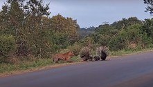Vídeo dramático: família de porcos-espinhos resiste bravamente aos ataques de leopardo sorrateiro