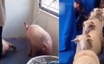 Dezenas de porcos e ovelhas foram transportados em um trem de passageiros, que atravessa uma região rural da China
