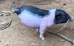 O porquinho acima tem quatro meses de idade e veio ao mundo em uma fazenda nos arredores de Maoming, na China, sem as patas traseiras