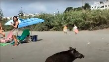 Javali corre em praia e assusta banhistas após se refrescar no mar