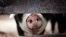 Estudo alerta sobre superbactéria que pode ser transmitida facilmente de porcos para humanos