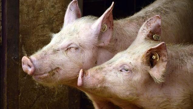 UK detects first human case of influenza strain similar to swine virus – News