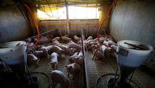 Exportação de carne suína do Brasil recua 7% até abril