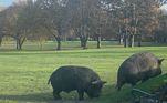 Dois porcos gigantes e selvagens invadiram um campo de golfe, instalaram um pequeno caos na partida e deixaram dois jogadores feridos