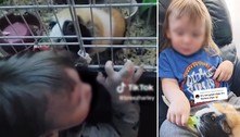 Mãe estranha corte de cabelo do filho, e descobre que 'barbeiro' era um porquinho-da-índia faminto