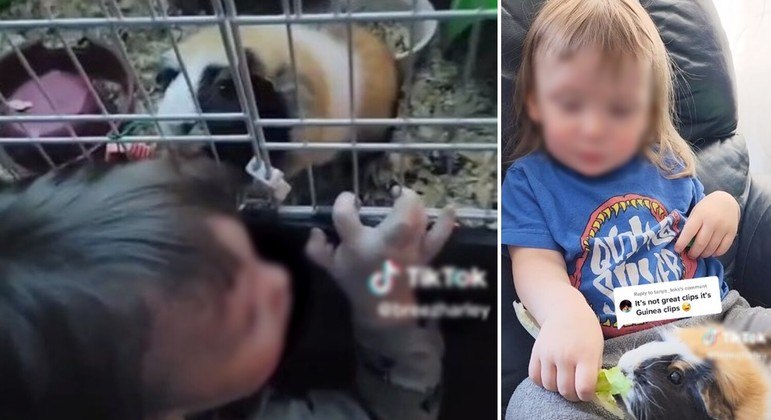 O porquinho-da-índia foi flagrado enquanto cortava o cabelo da criança