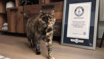 Guinness reconhece gata britânica como a mais velha do mundo (Guinness reconhece gata britânica como a mais velha do mundo)