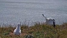Albatroz ganha fama mundial ao fazer pouso bisonho ao vivo