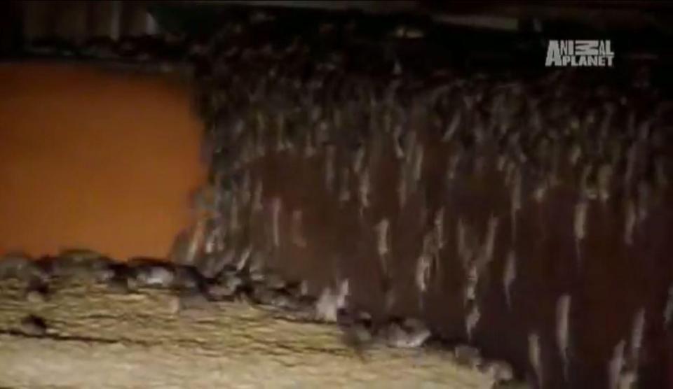 Milhoes De Ratos Invadem Regiao Rural E Deixam Rastro De Terror Fotos R7 Hora 7