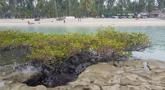  Manguezal em Pernambuco atingido por óleo no ano passado