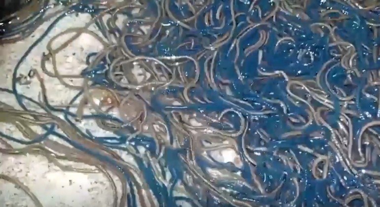 Praia da província de Ilocos Sul, nas Filipinas, foi invadida por milhares de vermes