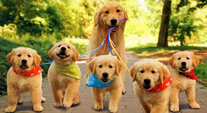 Precisa de inspiração para nome de cachorra? Veja essa lista