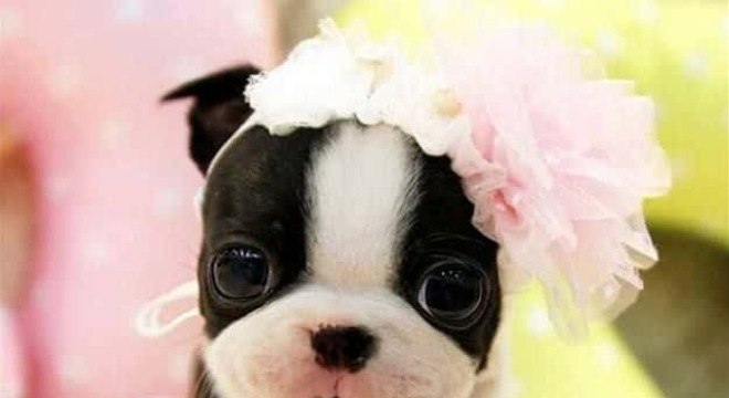 Precisa de inspiração para nome de cachorra? Veja essa lista