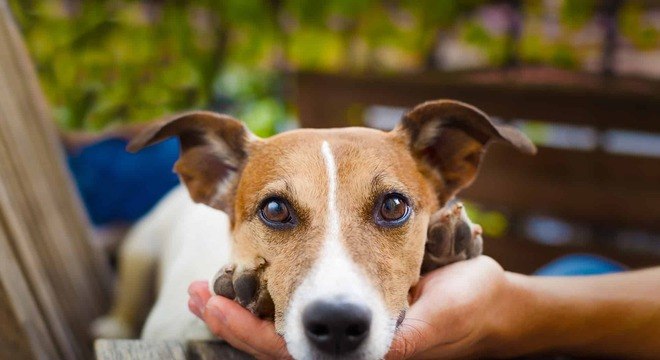 Precisa de inspiração para nome de cachorra? Veja essa lista