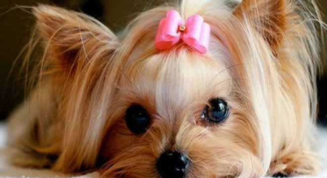 Precisa de inspiração para nome de cachorra? Veja essa lista