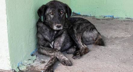Prefeitura de São Paulo oferece atendimento a animais de rua