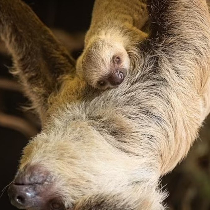 Animal nasceu aceleradamente e surpreendeu tratadores
