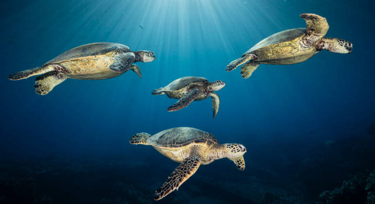 Renee Capozzola capturou o raro encontro entre quatro tartarugas-marinhas-verdes. O clique rendeu o título de finalista da categoria Fotógrafo de Vida Selvagem do Ano