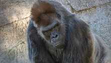 Gorilas são os primeiros animais vacinados contra a covid-19