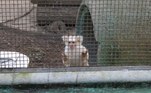 Primata em seu recinto no zoo do Cigs