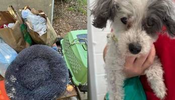 Cadela é abandonada com pertences e pedido para ser sacrificada (Reprodução/Instagram/@mirishaven)